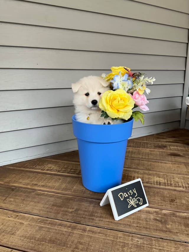 Katahdin Samoyeds media 12