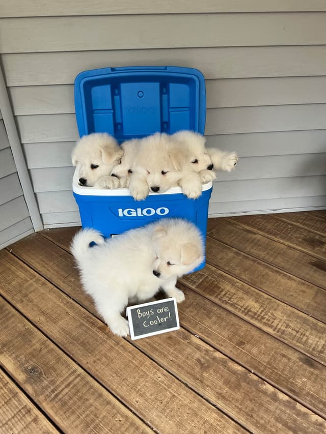 Katahdin Samoyeds media 13