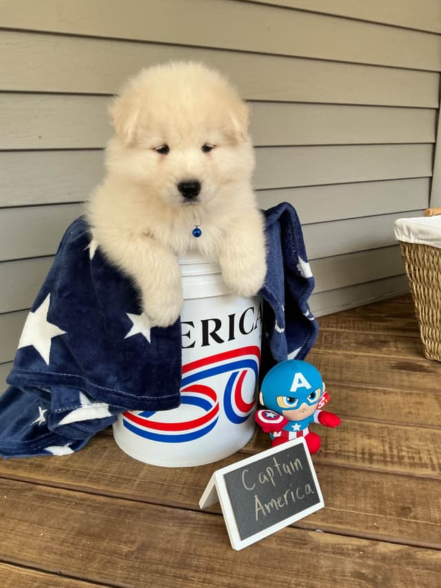 Katahdin Samoyeds media 14