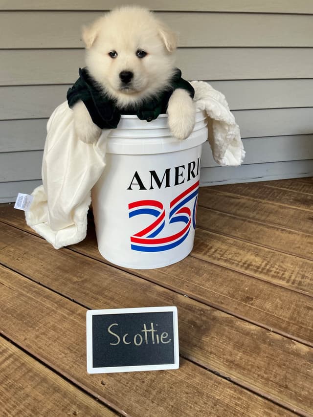 Katahdin Samoyeds media 16