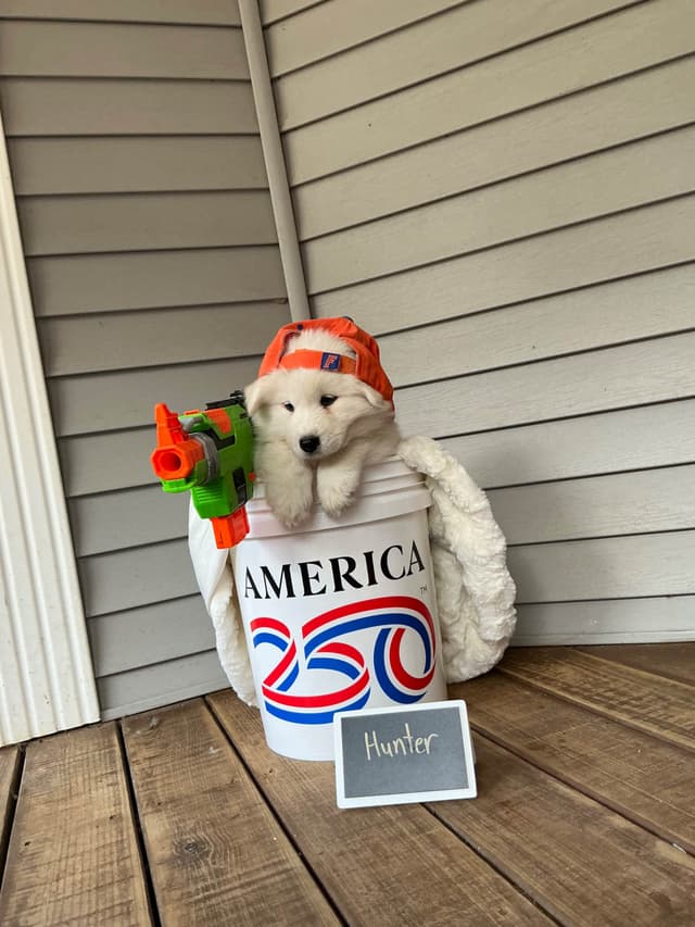 Katahdin Samoyeds media 18