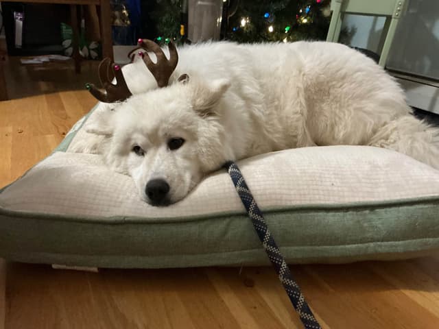 Katahdin Samoyeds media 19