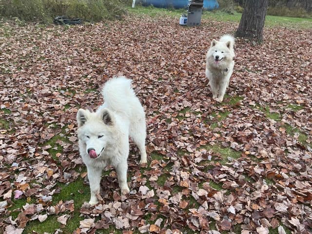 Katahdin Samoyeds media 20
