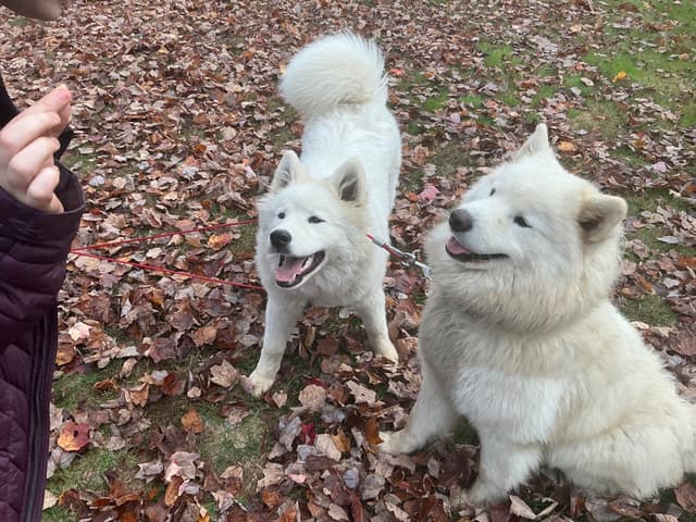Katahdin Samoyeds media 21