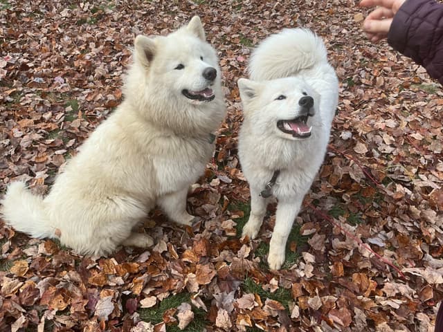 Katahdin Samoyeds media 22