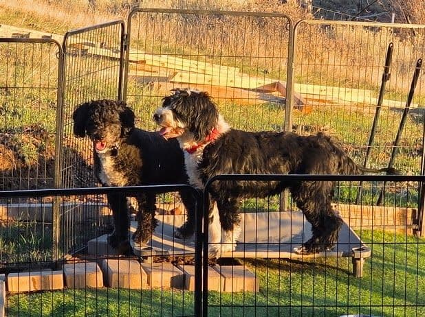 Portuguese Water Dog Puppy - Therapy or family/companion prospect media 6