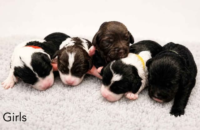 Portuguese Water Dog Puppy - Therapy or family/companion prospect media 22