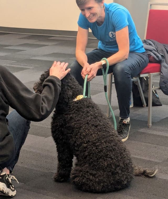 Portuguese Water Dog Puppy - Therapy or family/companion prospect media 8