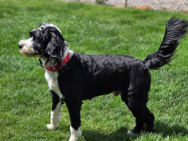 Portuguese Water Dog Puppy - Therapy or family/companion prospect media 9