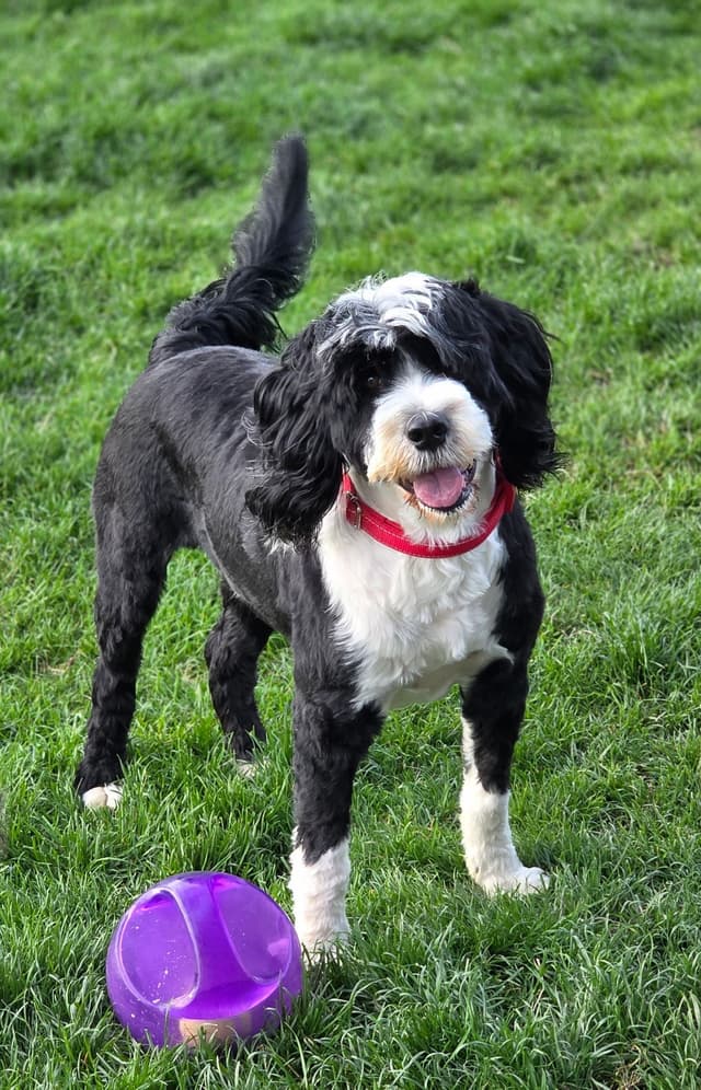 Portuguese Water Dog Puppy - Therapy or family/companion prospect media 10
