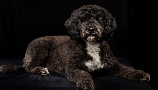 Portuguese Water Dog Puppy - Therapy or family/companion prospect media 2