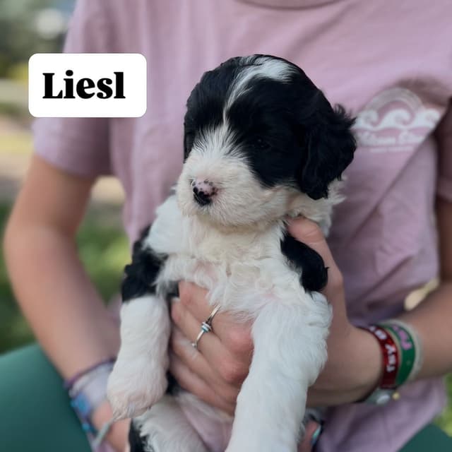 Portuguese Water Dog Puppy - Therapy or family/companion prospect media 11