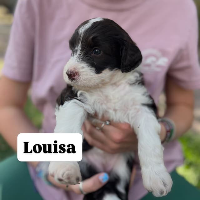 Portuguese Water Dog Puppy - Therapy or family/companion prospect media 12