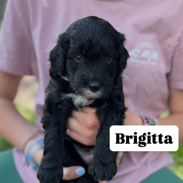 Portuguese Water Dog Puppy - Therapy or family/companion prospect media 14
