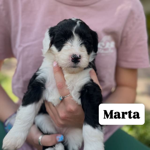 Portuguese Water Dog Puppy - Therapy or family/companion prospect media 15
