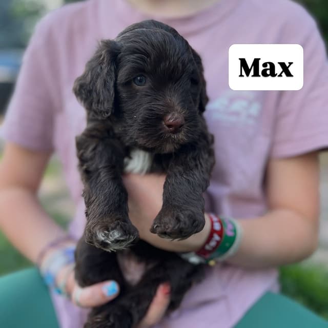 Portuguese Water Dog Puppy - Therapy or family/companion prospect media 13