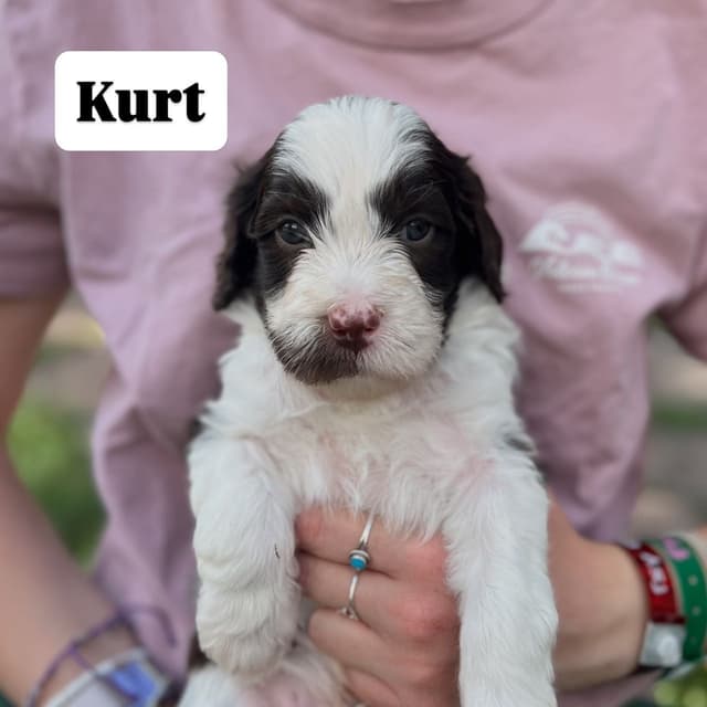 Portuguese Water Dog Puppy - Therapy or family/companion prospect media 3