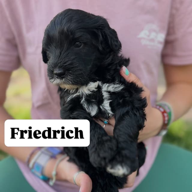 Portuguese Water Dog Puppy - Therapy or family/companion prospect media 16