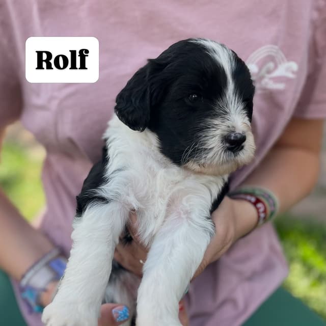 Portuguese Water Dog Puppy - Therapy or family/companion prospect media 18