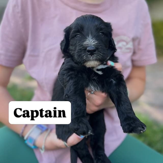 Portuguese Water Dog Puppy - Therapy or family/companion prospect media 17
