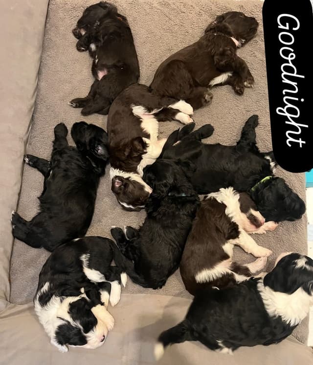Portuguese Water Dog Puppy - Therapy or family/companion prospect media 20