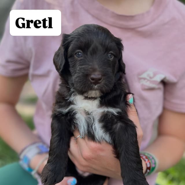 Portuguese Water Dog Puppy - Therapy or family/companion prospect media 19