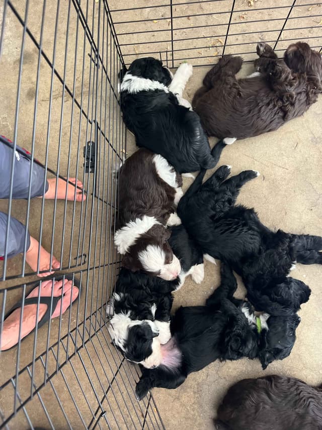 Portuguese Water Dog Puppy - Therapy or family/companion prospect media 5