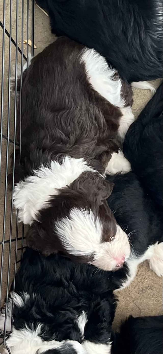 Portuguese Water Dog Puppy - Therapy or family/companion prospect media 4