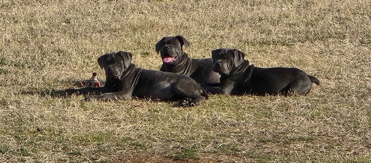 Cane Corso Puppies breeder image 3