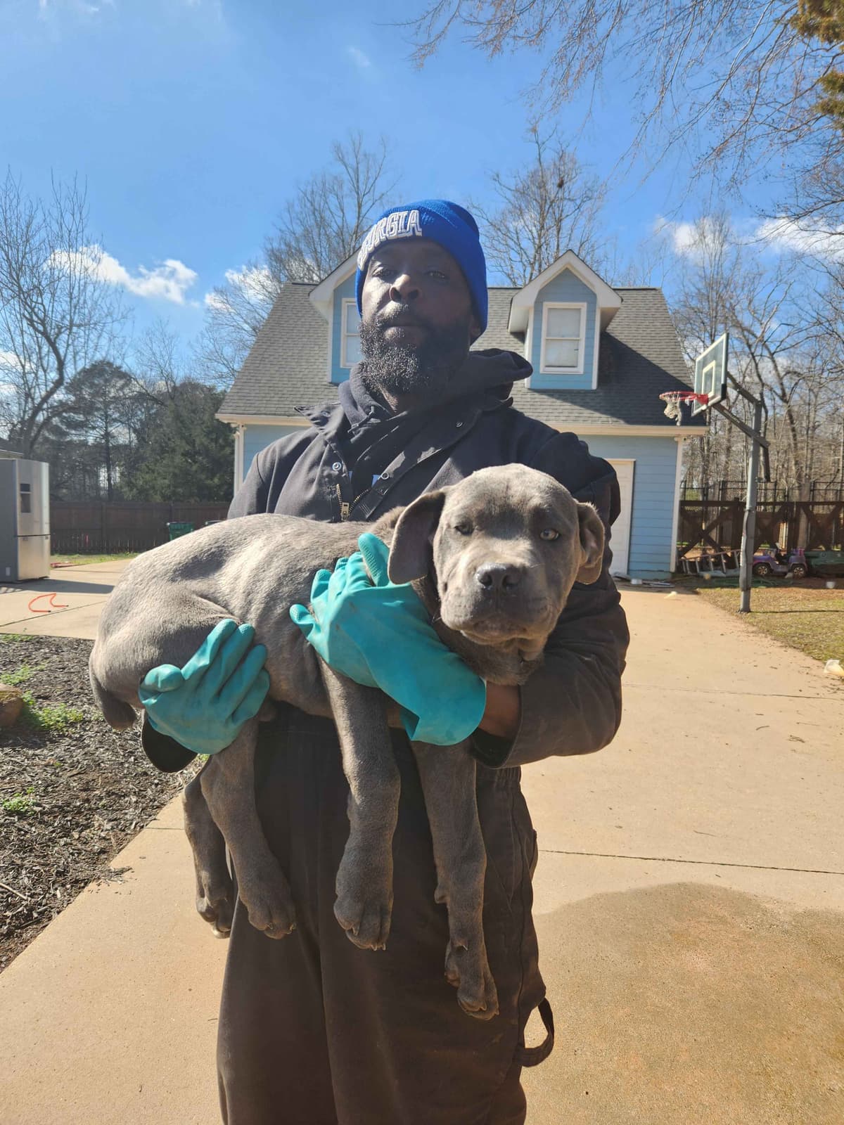 Cane Corso Puppies breeder image 4