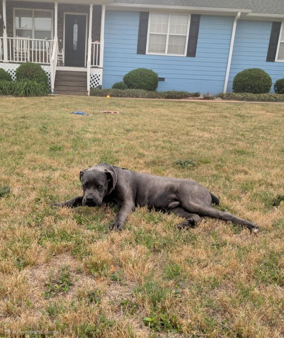 Cane Corso Puppies breeder image 7
