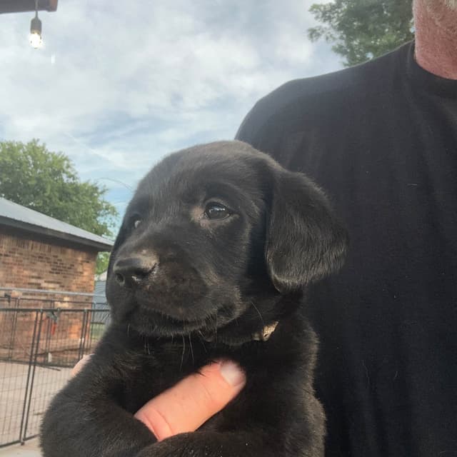 Labrador Retriever Puppies media 2