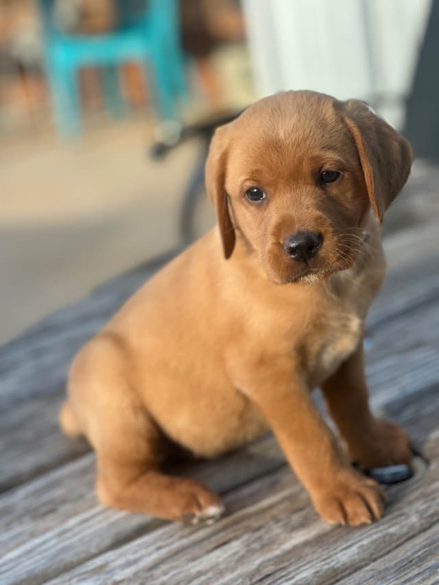Labrador Retriever Puppies media 3