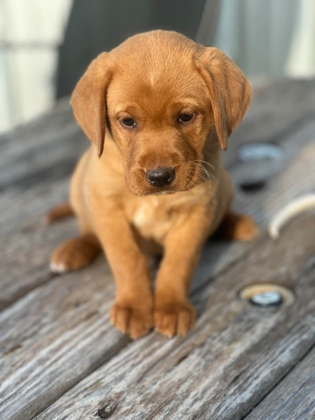 Labrador Retriever Puppies media 4