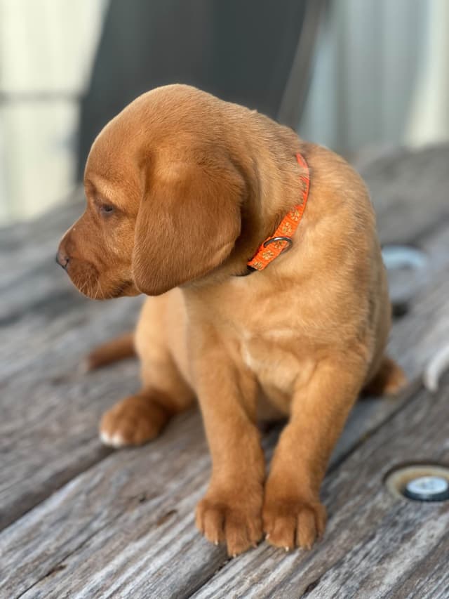 Labrador Retriever Puppies media 5