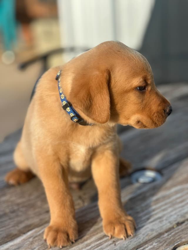 Labrador Retriever Puppies media 6