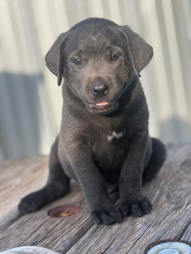 Labrador Retriever Puppies media 7