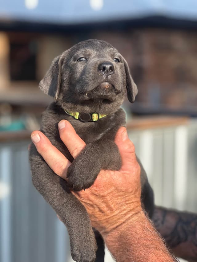 Labrador Retriever Puppies media 9