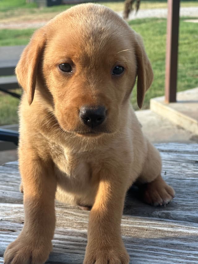 Labrador Retriever Puppies media 10