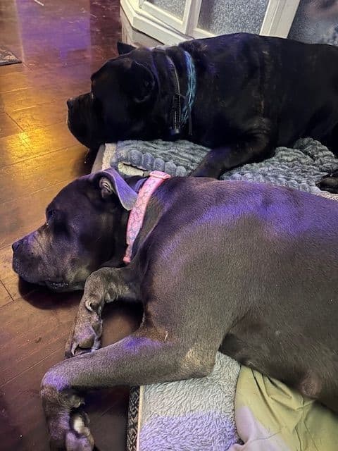 My House of Corso’s❤️ breeder image 4