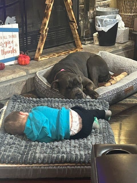 My House of Corso’s❤️ breeder image 5