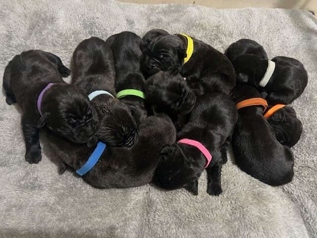 My House of Corso’s❤️ breeder image 6
