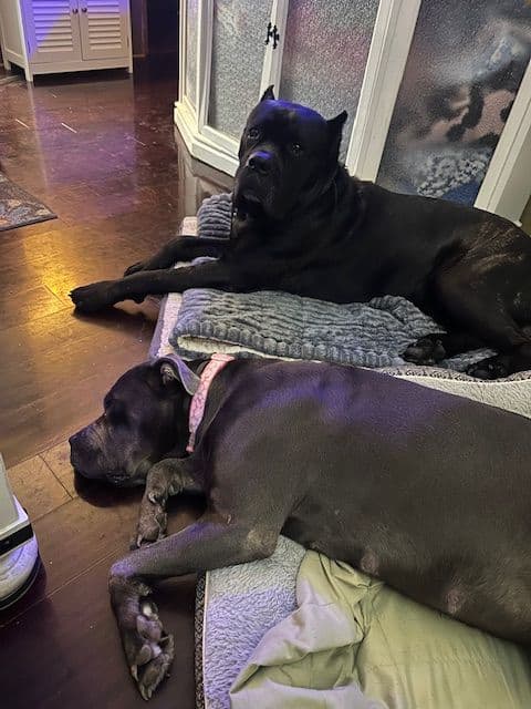 My House of Corso’s❤️ breeder image 7