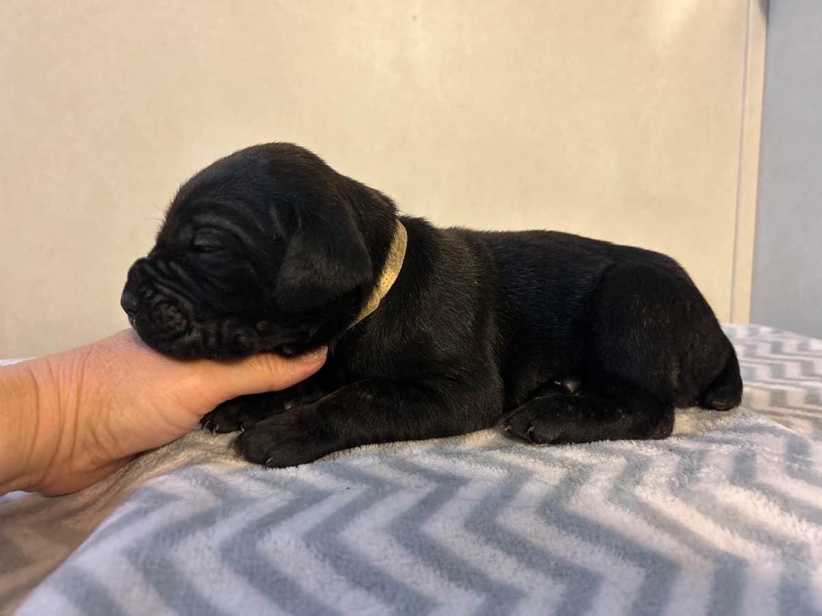 My House of Corso’s❤️ breeder image 14