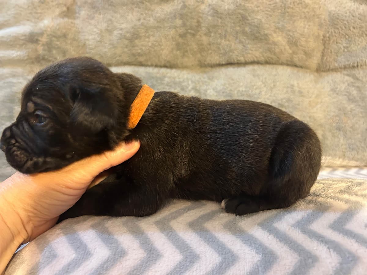 My House of Corso’s❤️ breeder image 15