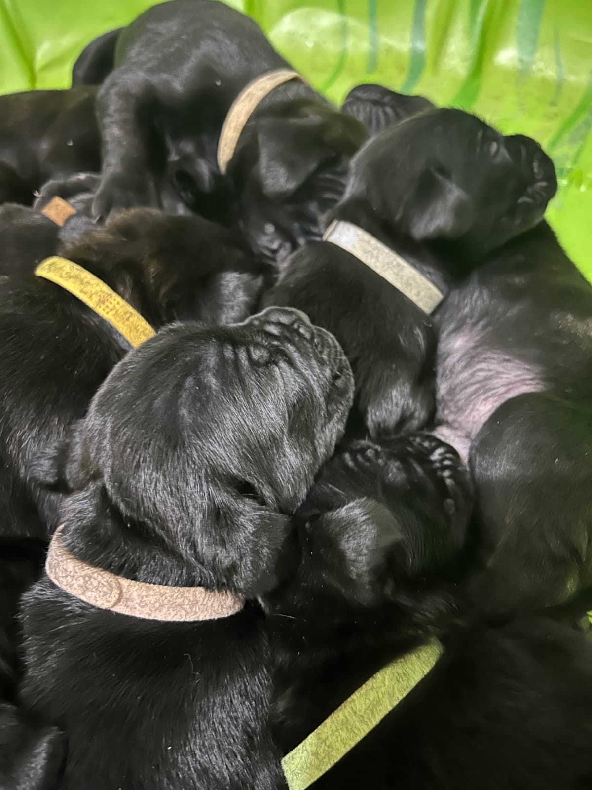 My House of Corso’s❤️ breeder image 18