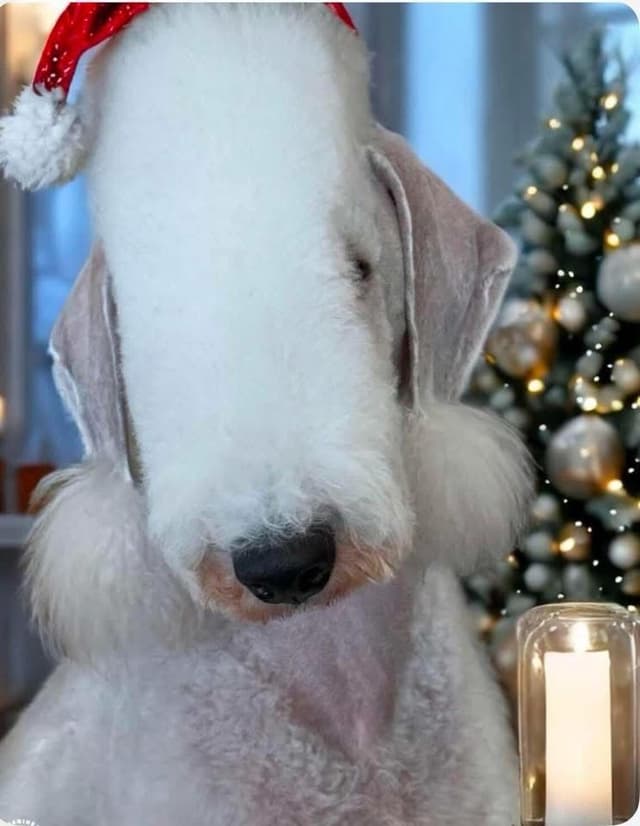 Bedlington Terrier Puppies media 2