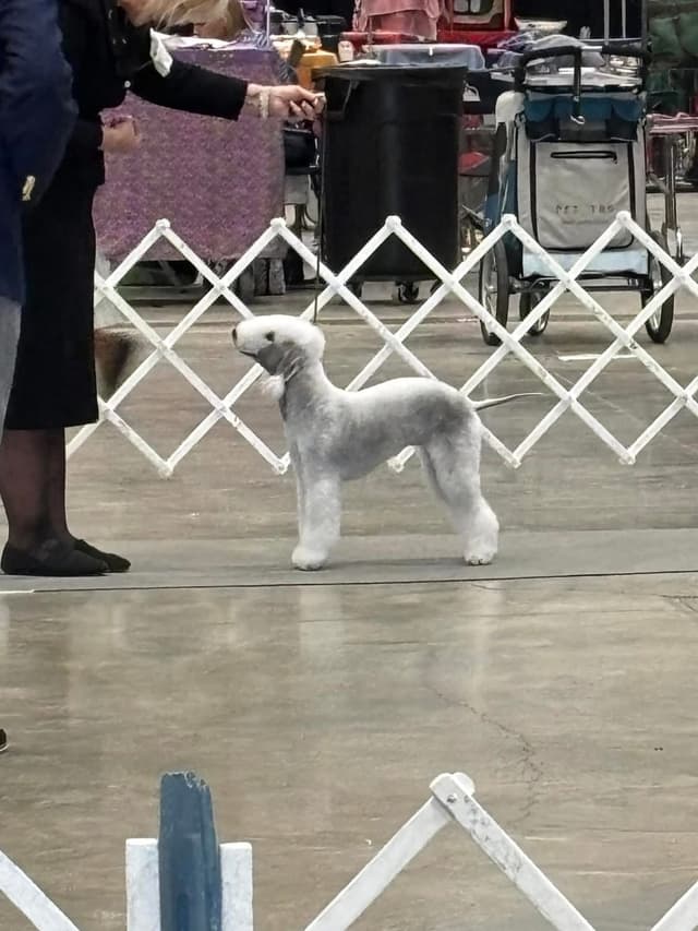 Bedlington Terrier Puppies media 3