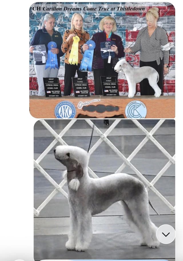Bedlington Terrier Puppies media 5