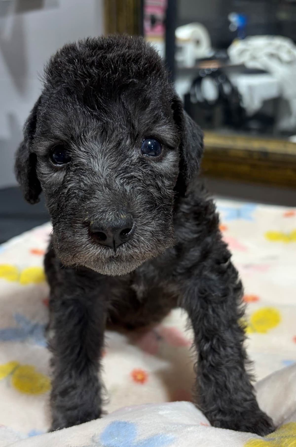 Bedlington Terrier Puppies breeder image 1